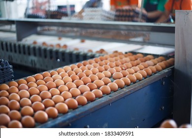 Egg Grading Factory, Egg Factory