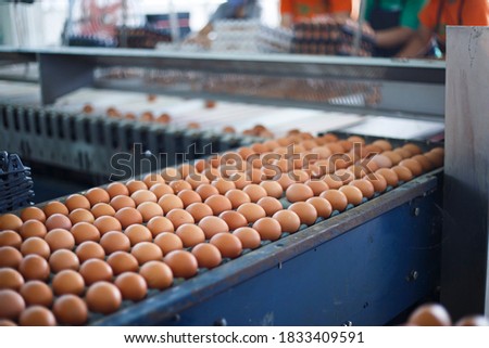 Egg grading factory, Egg Factory