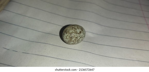 Egg Of House Sparrow Passer Domesticus