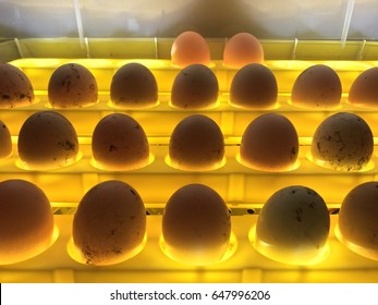 Egg incubation