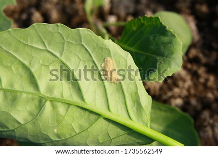 Egg mass of Beet armyworm under leaf of kale 