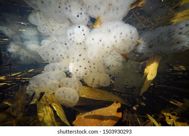 128 Salamander eggs Images, Stock Photos & Vectors | Shutterstock