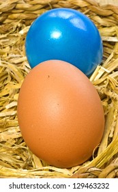 egg in a nest