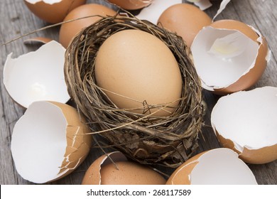 Egg In Nest Surrounded With Cracked Eggshell 