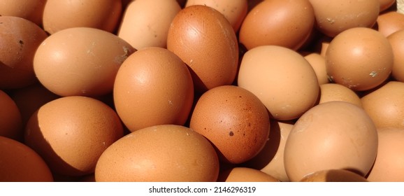 An egg is an organic container containing a zygote in which the embryo develops until it can survive on its own, where the animal hatches.  Eggs are produced by fertilization of the egg.  Most arthrop