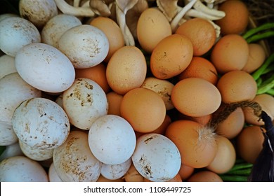 Egg is an oval or rounded body surrounded by a shell by duck or chicken that is eaten as food. Shell of duck egg is white and larger by dimension, chicken is brown and smaller.