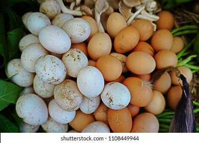 Egg is an oval or rounded body surrounded by a shell by duck or chicken that is eaten as food. Shell of duck egg is white and larger by dimension, chicken is brown and smaller.