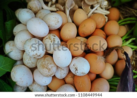 Egg is an oval or rounded body surrounded by a shell by duck or chicken that is eaten as food. Shell of duck egg is white and larger by dimension, chicken is brown and smaller.