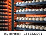 egg plant factory poultry farm stack hatchery