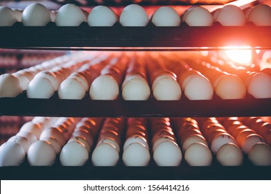 Egg Plant Factory Poultry Farm Stack Hatchery