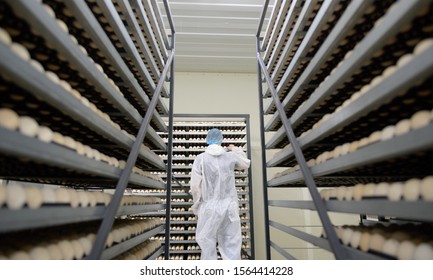 Egg Plant Factory Poultry Farm Stack Hatchery