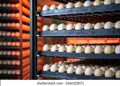 Egg Plant Factory Poultry Farm Stack Hatchery