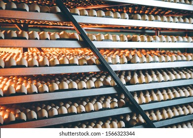 Egg Plant Factory Poultry Farm Stack Hatchery