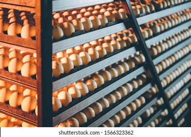 Egg Plant Factory Poultry Farm Stack Hatchery