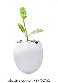 Egg Shell Full Of Soil With Green Plant Growing Isolated