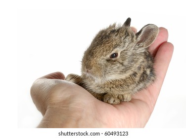 Egg Sized Baby Bunny Rabbit Sitting In Palm Of Hand