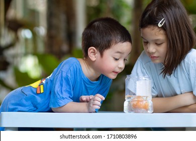 Egg In Vinegar Experiment Science Activity.Asian Preschool Kids  Learn About A Cool Chemical Reaction, The Vinegar Reacting With The Calcium Carbonate In Egg Shell.fun Science And Simple Activities.