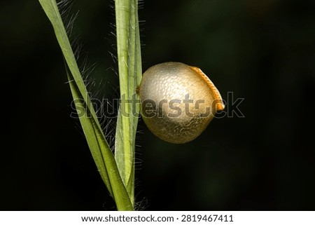 The egg-case of a mantid is called an ootheca. This is is one of a Stick Mantid which is a dry savanna grassland species. They have a distinctive ridge along one side and dozens of young will hatch out from such a case
