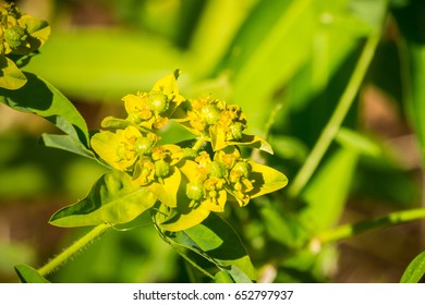 Eggleaf Spurge (Euphorbia Oblongata) Blooming In San Francisco Bay, California; Native To Eurasia