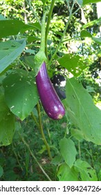 Aubergine Tree High Res Stock Images Shutterstock