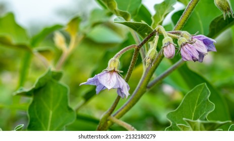 Solanaceae の画像 写真素材 ベクター画像 Shutterstock