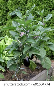 Eggplant In Bio Seedbed