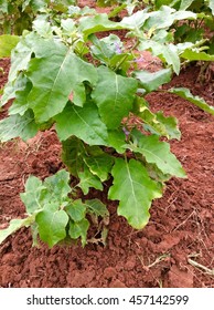 Eggplant Farm.food Crops Of Various Vegtables 