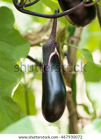 eggplants Food Vegetable