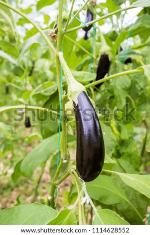 Similar – eggplants Food Vegetable