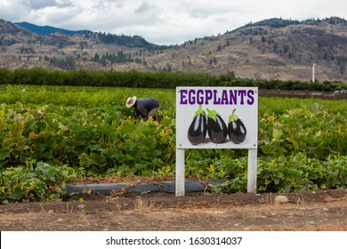 Eggplant Field Sign With Three Fresh Eggplants Fruits Picture, Farm Worker Picking The Crop In Background, Okanagan Valley, British Columbia, Canada