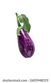 Eggplant Graphite, spotted purple vegetable on branch with leaves on isolated background. Raw berry, fresh nightshade fruit