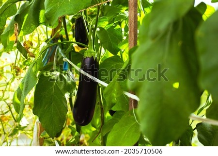 Similar – eggplants Food Vegetable