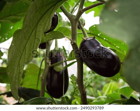 Similar – eggplants Food Vegetable