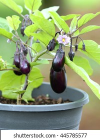 Eggplant Plant