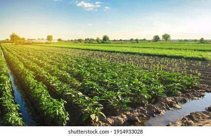 Eggplant plantations grow in the field on a sunny day. Organic vegetables. Agricultural crops. Landscape agriculture. Aubergine. - Powered by Shutterstock