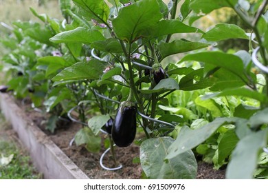 Eggplants In Bio Seedbed