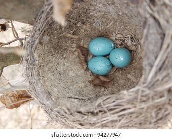 eggs