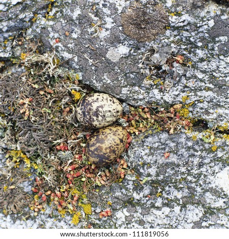 The eggs of the arctic tern on stone
