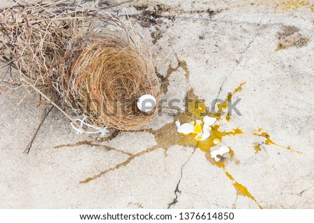 Eggs bird broken, it is falling out of nest with eggshell and yolk of eggs bird on the gray stone ground. Investment and misadventure concept.