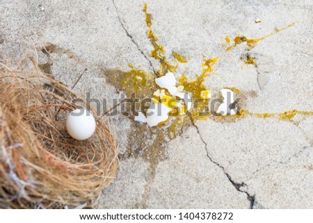 Eggs bird broken, it is falling out of nest with eggshell and yolk of eggs bird on the gray stone ground. Investment and misadventure concept.