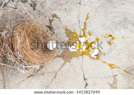 Eggs bird broken, it is falling out of nest with eggshell and yolk of eggs bird on the gray stone ground. Investment and misadventure concept.