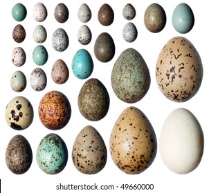 Eggs of birds in front of white background. - Shutterstock ID 49660000