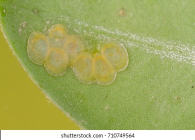 eggs of the box tree moth  (Cydalima perspectalis)