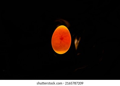 Eggs are candled to observe the development of the embryo. The air pocket and veins are clearly visible inside the egg.