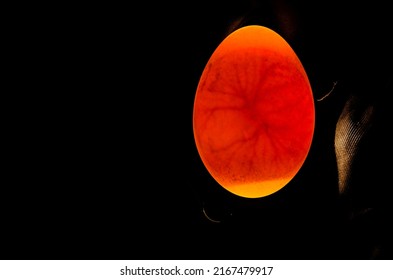 Eggs are candled to observe the development of the embryo. The air pocket and veins are clearly visible inside the egg.
