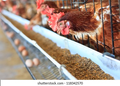 Eggs Chicken Farm