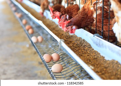 Eggs Chicken Farm