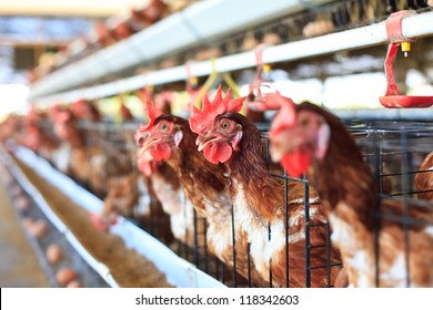 Eggs Chicken Farm