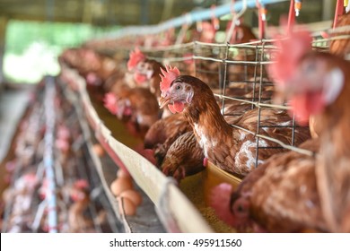 Eggs chicken farm, Chickens in battery cages laying eggs