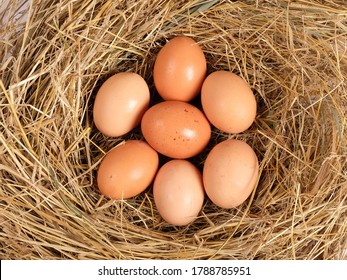 Eggs In A Chicken Nest Top View.